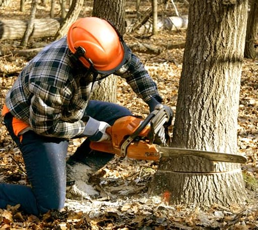 Tree Removal in Drummond, OK